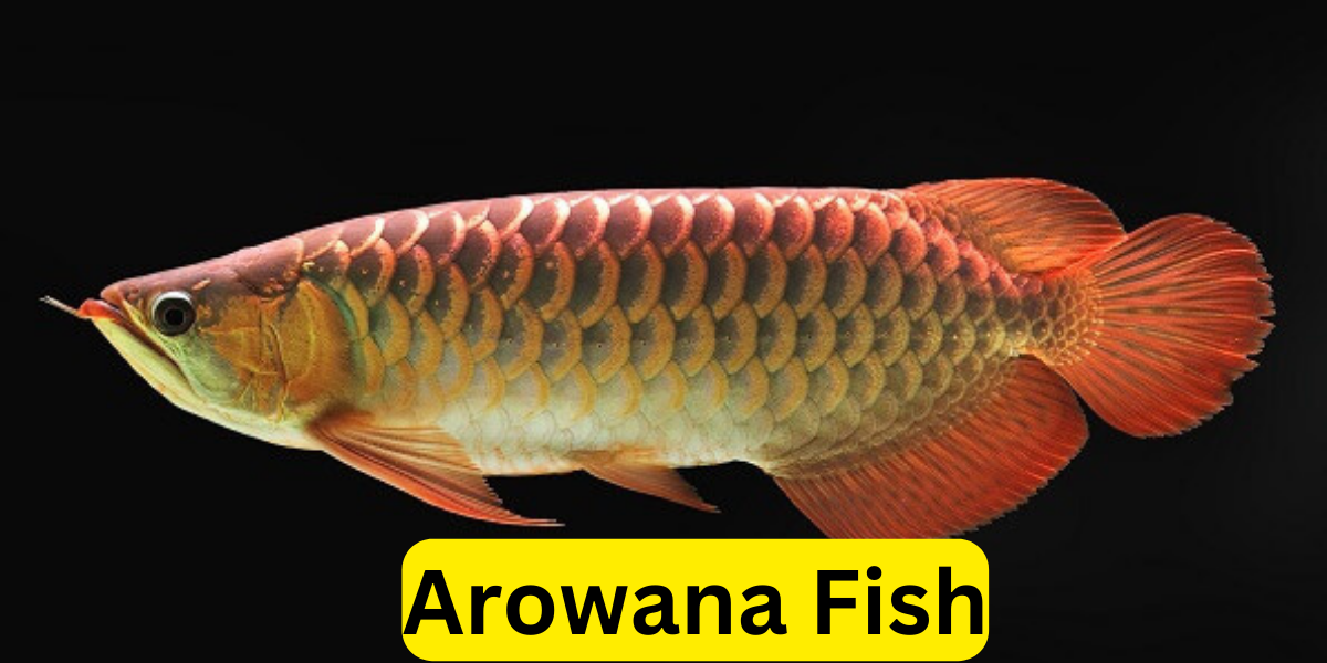 Arowana Fish