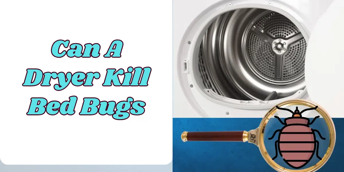 Can a Dryer Kill Bed Bugs