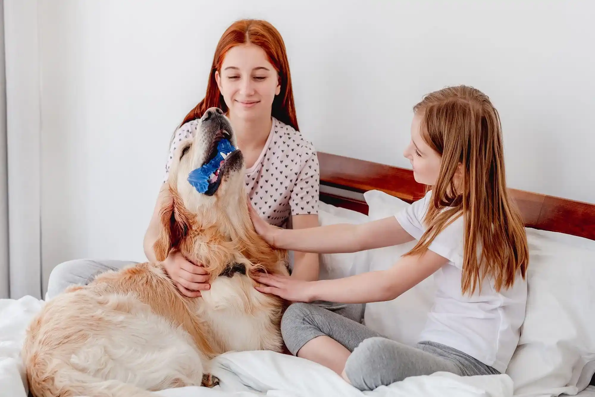 How Dubai’s Busy Lifestyle Makes Pet Daycare a Necessity