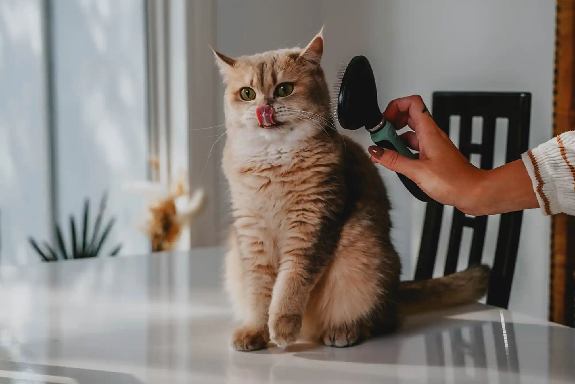 How to Prevent and Treat Hairballs in Indoor Cats
